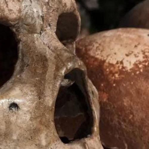 Nossa espécie quase foi extinta e poucos primitivos nos salvaram