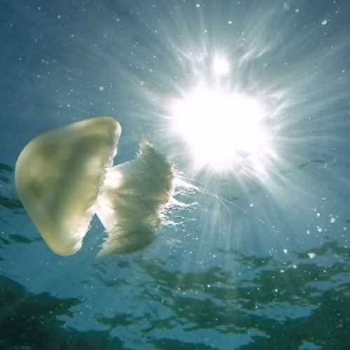 Qual o melhor remédio para queimadura de água-viva? Não é o xixi