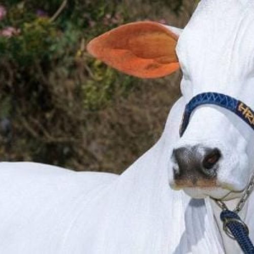 Vaca que vale R$ 21 milhões é clonada no Brasil