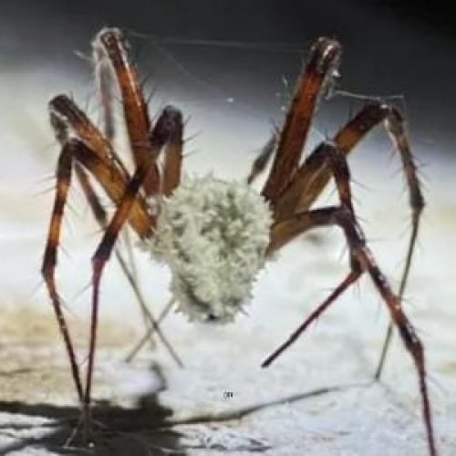 Cientistas descobrem fungo capaz de transformar aranhas em zumbis