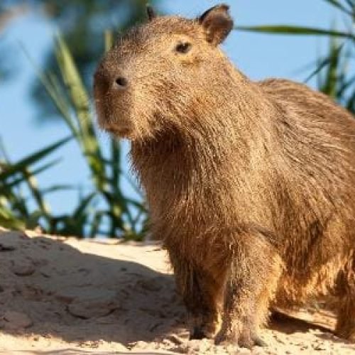 capivaras ganham fãs e até homenagem