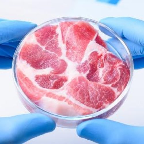 carne de laboratório pode ajudar na medicina