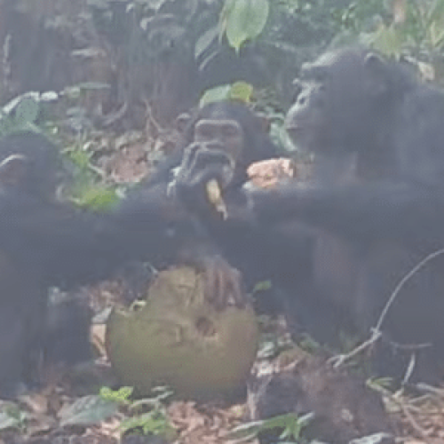 Origem da celebração? Macacos consomem álcool em grupo