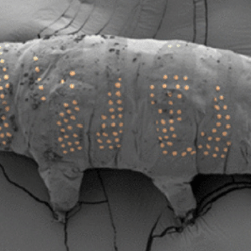 Por que tatuar tardígrados pode ser revolucionário