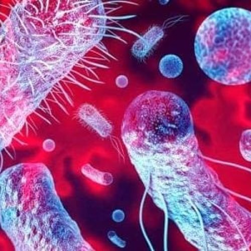 ‘Marcianos’ no estômago? Bactérias indicam vida em ambientes extremos