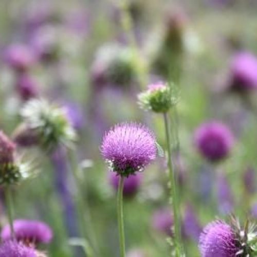 27 mensagens da estação das flores