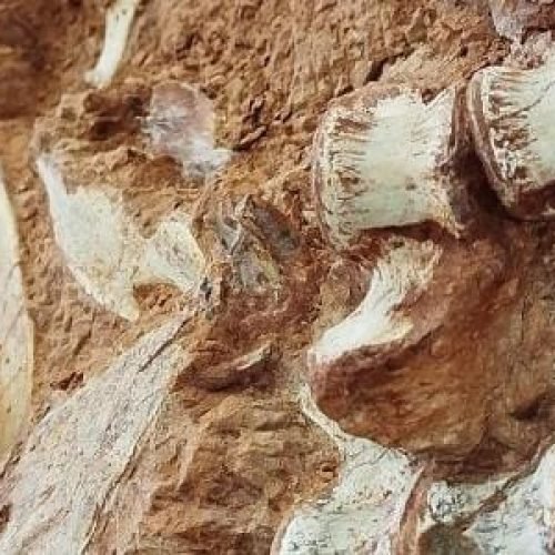 Dinossauros podem ter surgido na Amazônia e não na África, diz estudo