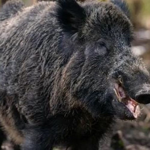 javalis radioativos intrigam a Alemanha