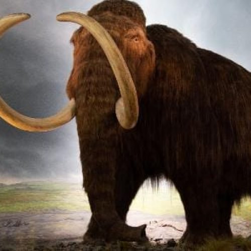 Podemos mesmo ‘ressuscitar’ animais extintos ou só criar sósias?