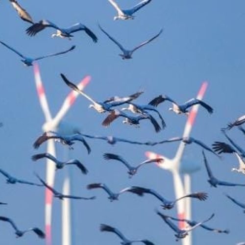 novas turbinas eólicas são amigas das aves