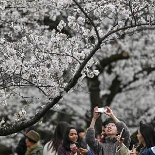Japão usa aplicativo com IA para preservar as flores de cerejeira