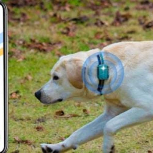 Como funciona ‘smartphone’ para pets lançado por startup