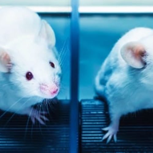 Cientistas criam camundongos com dois pais machos na China