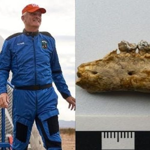 Professor viaja ao espaço com cavalo de 56 milhões de anos