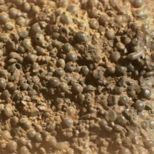 Robô da Nasa encontra misteriosa rocha coberta de esferas em Marte