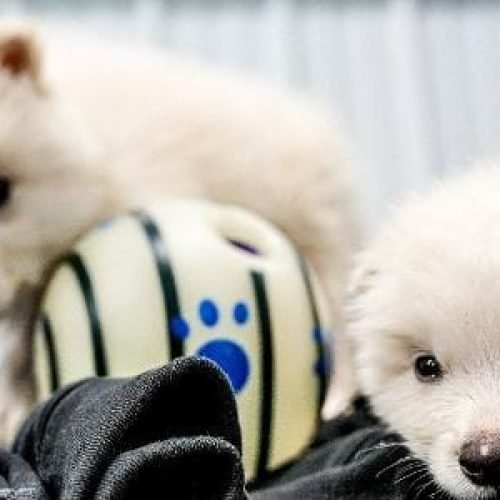 Cientistas recriam em laboratório lobo extinto há 15 mil anos; veja