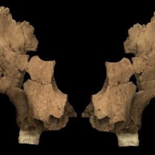 rosto mais antigo do oeste europeu revela segredos da evolução